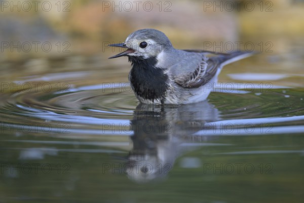 White wagtail (Motacilla alba), male bathing, biosphere reserve, Swabian Alb, Baden-Württemberg,