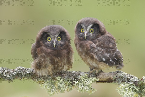 Great Horned Owl (Aegolius funereus), Two young birds perched on a larch branch, Wildlife, Nature
