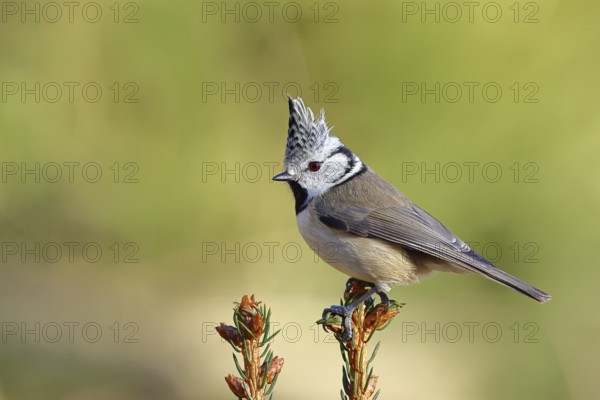 Crested Tit (Lophophanes scalloped ribbonfish), sitting on the top of a young spruce, European
