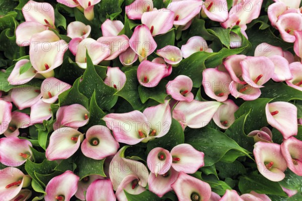 Pink-coloured flower-bed of the calla, Zantedeschia in a flower bed, sea of flower-bed, view from