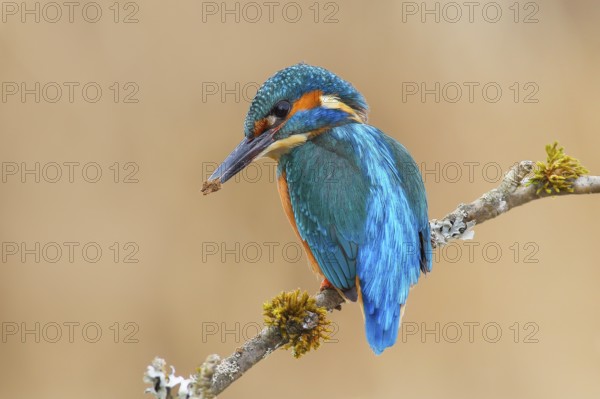 Kingfisher (Alcedo atthis), male sitting on a branch overgrown with lichen, digging a breeding