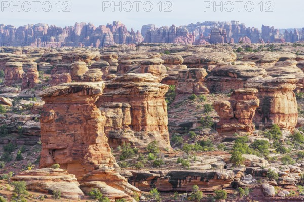 Rock formations, Chesler Park, The Needles district, Canyonlands National Park, Utah, USA, North
