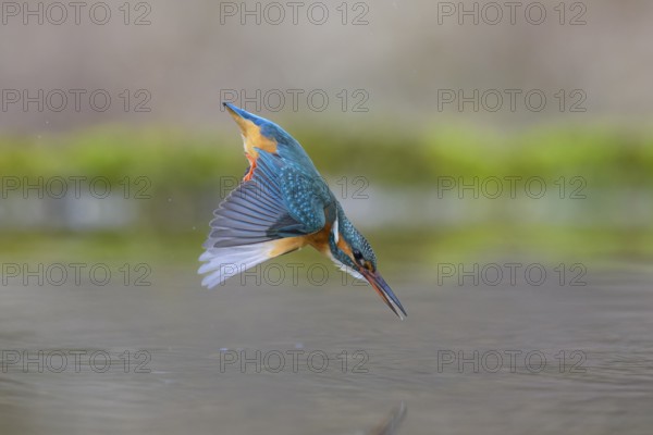 Kingfisher (Alcedo atthis), in a dive, hunting flight, shortly in front of diving into the water,