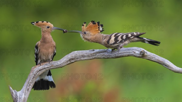 Hoopoe (Upupa epops) Bird of the Year 2022, male with food for his female, bridal gift, pair