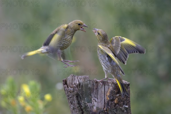 Greenfinch (Chloris chloris), arguing, biosphere reserve, Swabian Alb, Baden-Württemberg, Germany,