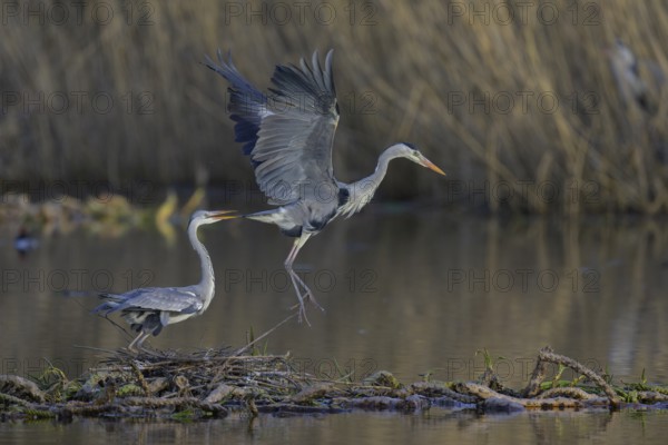 Grey heron (Ardea cinerea), adult heron and young bird copulating on a water lily root in front of