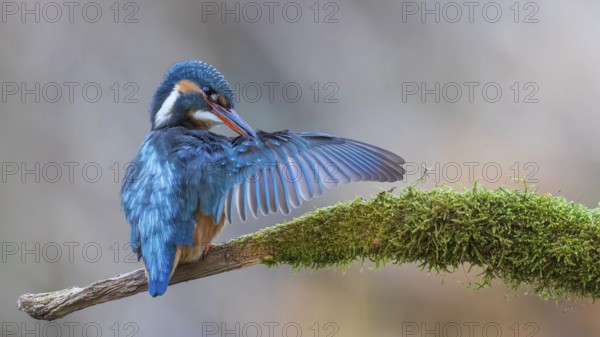 Kingfisher (Alcedo atthis) Indicator for clean flowing waters, female at sunrise during plumage