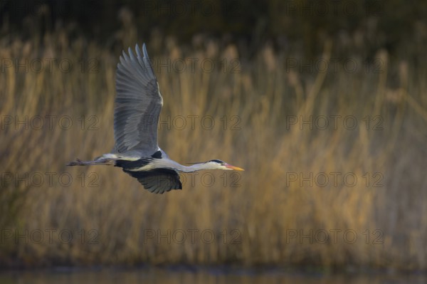 Grey heron (Ardea cinerea), adult heron in flight in front of reeds, evening light, Neckar valley,