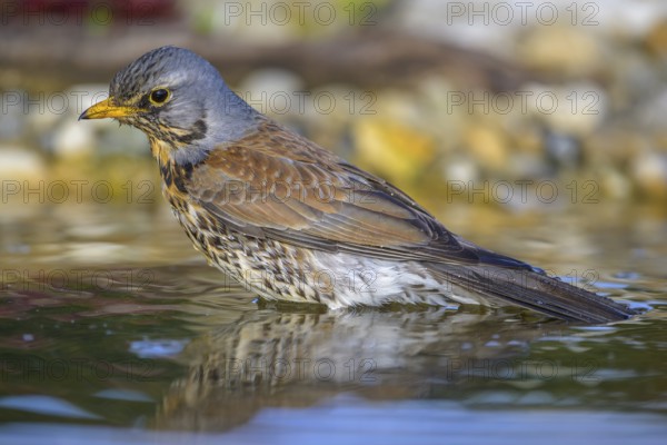 Juniper thrush (Turdus pilaris), bathing, biosphere reserve, Swabian Alb, Baden-Württemberg,