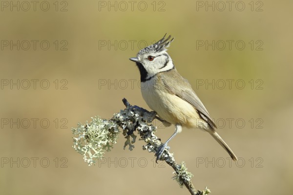Crested Tit (Lophophanes Scalloped ribbonfish), on a branch overgrown with lichen, Wilnsdorf, North