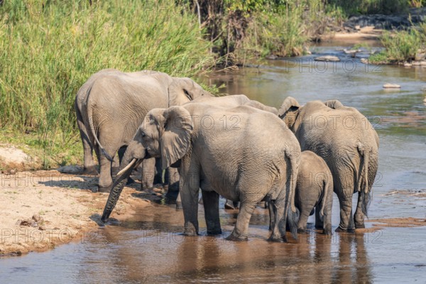African elephant (Loxodonta africana), group drinking at the river, Kruger National Park, South