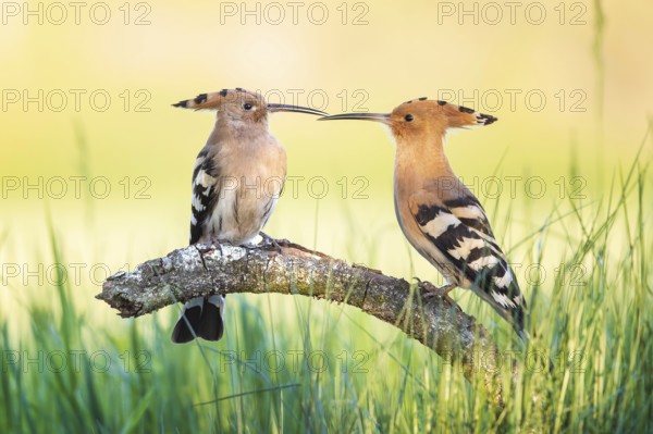 Hoopoe (Upupa epops) Bird of the Year 2022, male with food for his female, bridal gift, mating,