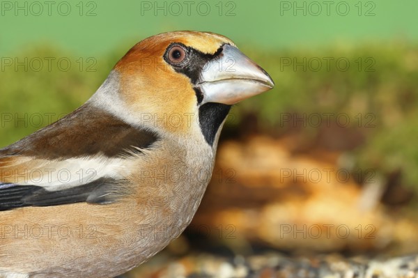Hawfinch (Coccothraustes coccothraustes), male, animal portrait, North Rhine-Westphalia, Germany,