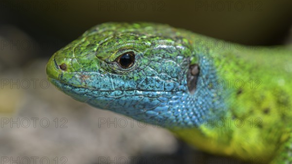 Western green lizard (Lacerta bilineata), animal portrait, resting on a stone of a dry stone wall,