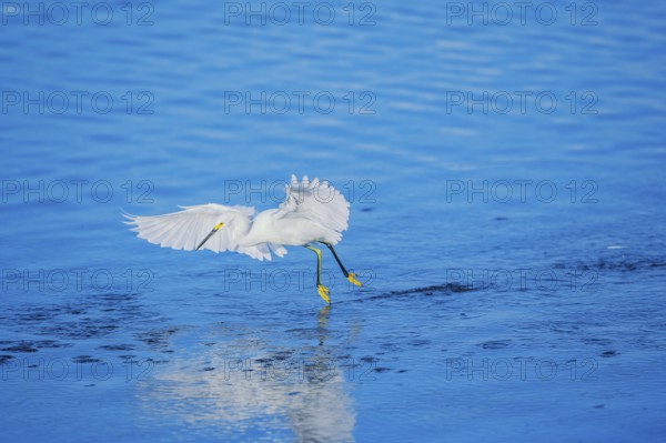 Snowy Egret (Egretta thula) starting flight, Sanibel Island, J.N. Ding Darling National Wildlife