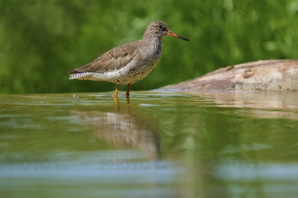 Redshank (Tringa totanuss), standing at the edge of the water with a clear reflection, France,