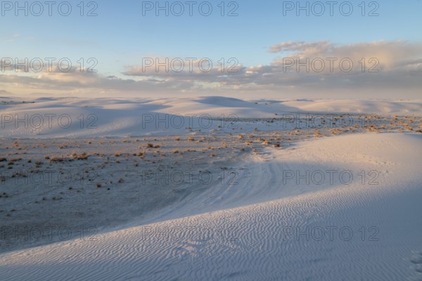 Desert grasses in flatter areas of the White Sands National Park in Alamogordo, New Mexico, USA,
