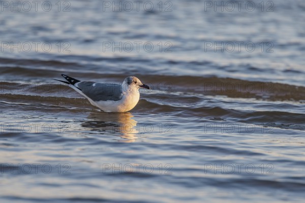 Seagull floating at the waterline searching for food along the Mississippi Gulf Coast in evening