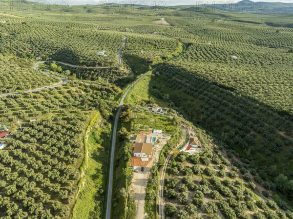 Fields of olive trees, trees planted in rows, aerial view, near village Cabra, Andalusia, Spain,