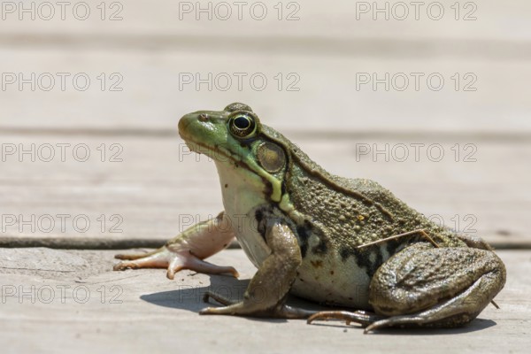 Detroit, Michigan - An American bullfrog (Lithobates catesbeianus) on a boardwalk in Belle Isle