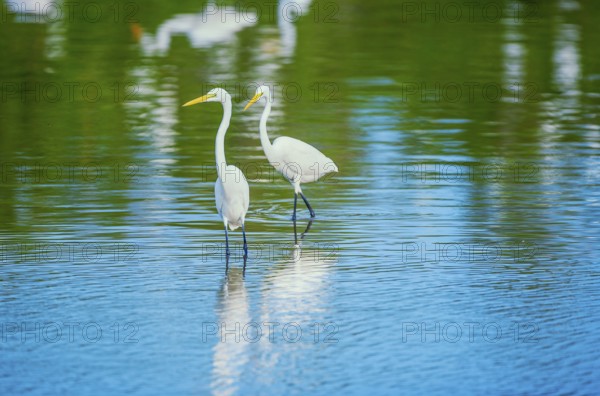 Great white egrets (Ardea alba) looking for food in a pond, Sanibel Island, J.N. Ding Darling