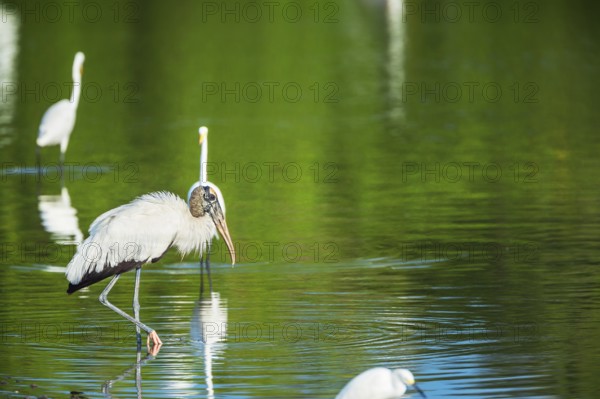 Great white egrets (Ardea alba) and Wood Stork (Mycteria Americana) fishing, Sanibel Island, J.N.
