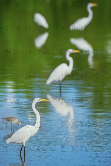 Great white egrets (Ardea alba) looking for food in a pond, Sanibel Island, J.N. Ding Darling