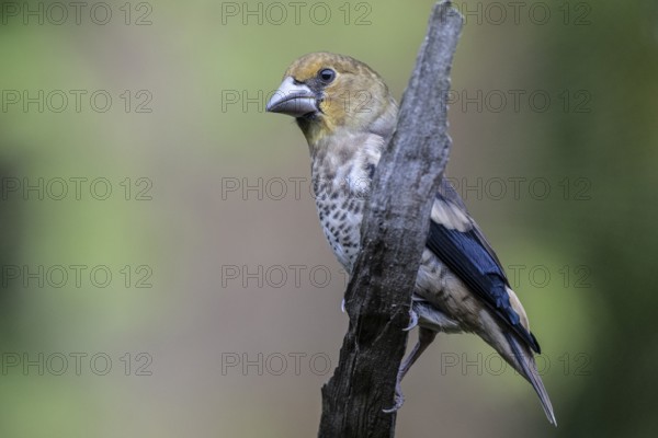 Hawfinch (Coccothraustes coccothrauste, juvenile, Emsland, Lower Saxony, Germany, Europe