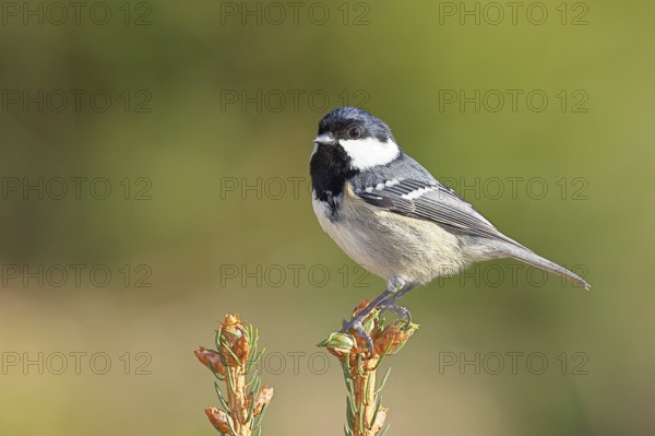 Fir tit (Parus ater), sitting on the top of a young spruce, European spruce (Picea abies),