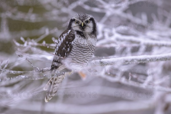 Barred owl (Surnia ulula), sitting on a beech branch covered with hoarfrost, winter visitor,