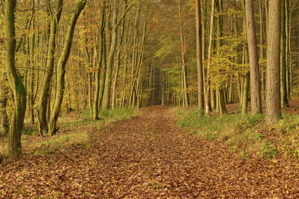 A forest path covered with colourful autumn leaves, flanked by tall trees, Hornbach, Walldürn,