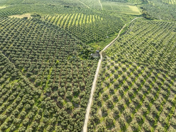 Fields of olive trees, trees planted in rows, aerial view, near village Cabra, Andalusia, Spain,
