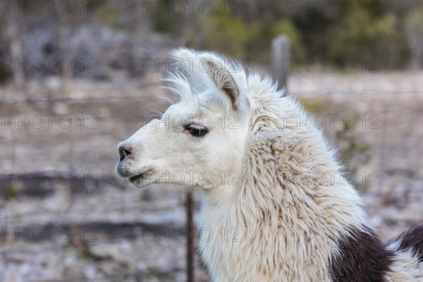 Domesticated alpaca livestock helps to protect goats from predators on a ranch in Sonora, Texas,