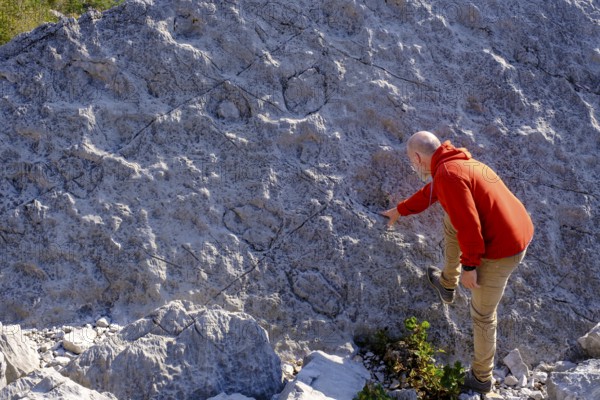 Dinosaur tracks, rockslide area, Marocche di Dro biotope, near Dro, Sarca Valley, Trentino, Italy,