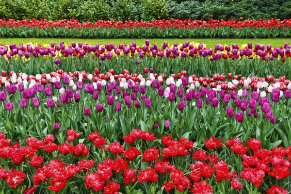 Different coloured tulips (Tulipa), colourful tulip bed, shades of red, Keukenhof gardens, Lisse,