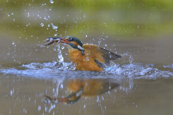 Kingfisher (Alcedo atthis), taking off from the water with a fish in its beak, Lechauen, Bavaria,