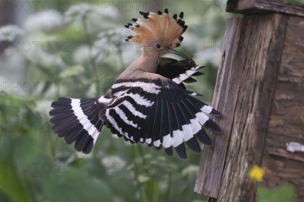 Hoopoe (Upupa epops) flies to the nesting box with captured mole cricket, Upper Spreewald,