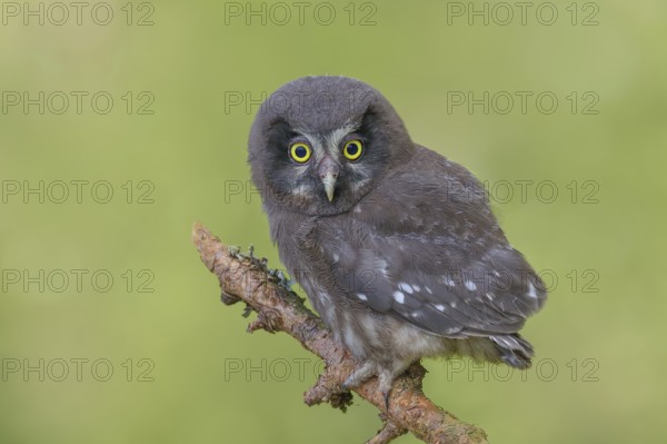 Great Horned Owl (Aegolius funereus), young bird sitting on a larch branch, wildlife, nature
