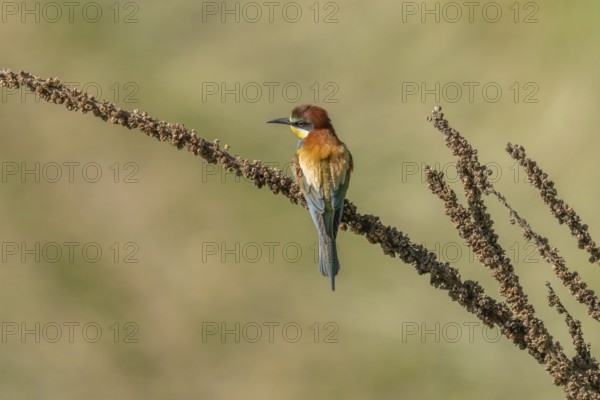 European bee-eater (Merops apiaster) on a branch during the breeding season in spring. Jechtingen,