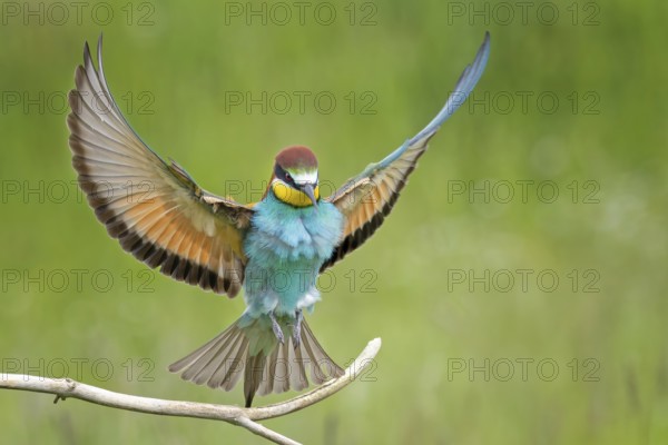 Bee-eater (Merops apiaster) newcomer to Saxony-Anhalt, blaze of colour, approaching, flying, wings