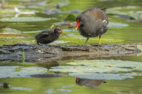 A common moorhen (Gallinula chloropus) provides food for its two-week-old young owl. Bas rhin,