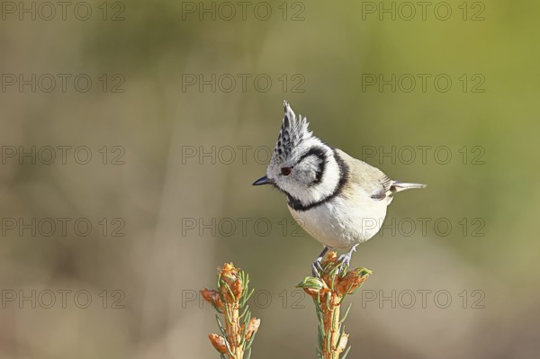 Crested Tit (Lophophanes scalloped ribbonfish), sitting on the top of a young spruce, European