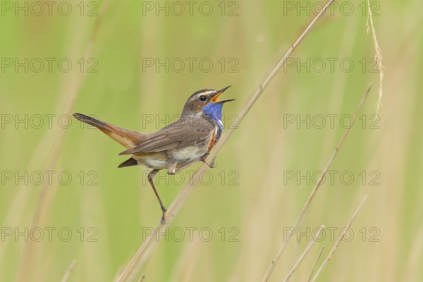 White-starred bluethroat (Luscinia svecica cyanecula), mating male on a reed, wildlife, nature