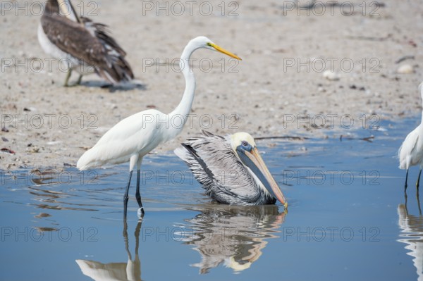Brown pelican (Pelecanus occidentalis) and Great white egret (Ardea alba) catching fish, Sanibel