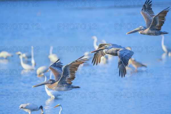 Brown pelicans (Pelecanus occidentalis) in flight, Sanibel Island, J.N. Ding Darling National