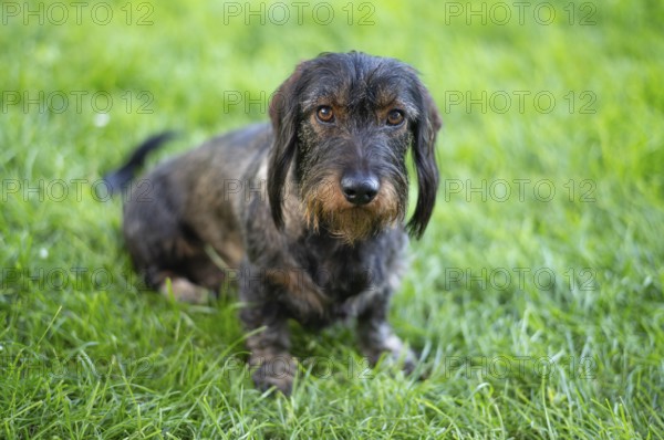 Rough-haired dachshund (Canis lupus familiaris) male, 4 years old, animal portrait, sitting on a