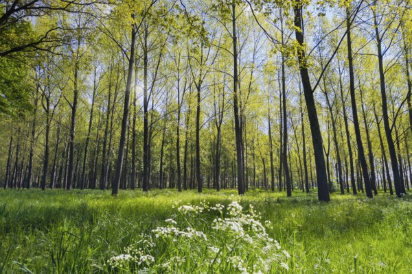 Limbricht, Limburg, Netherlands, Spring forest with tall trees and blooming white flowers under