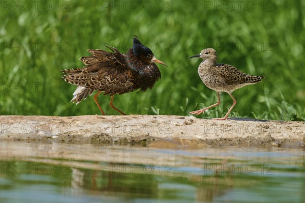 Ruff (Philomachus pugnax), male and female during the breeding season, on a rock by a body of