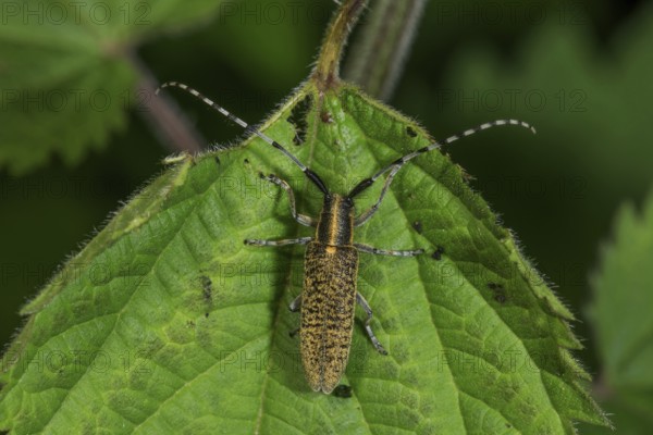 Thistle buck (Agapanthia villosoviridescens) with long antennae on a green leaf, Baden-Württemberg,