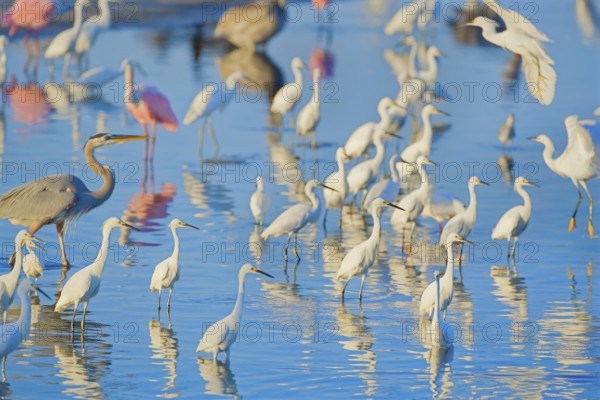 Group of Snowy Egret (Egretta thula), Roseate Spoonbills (Platalea ajaja) and Great blue heron